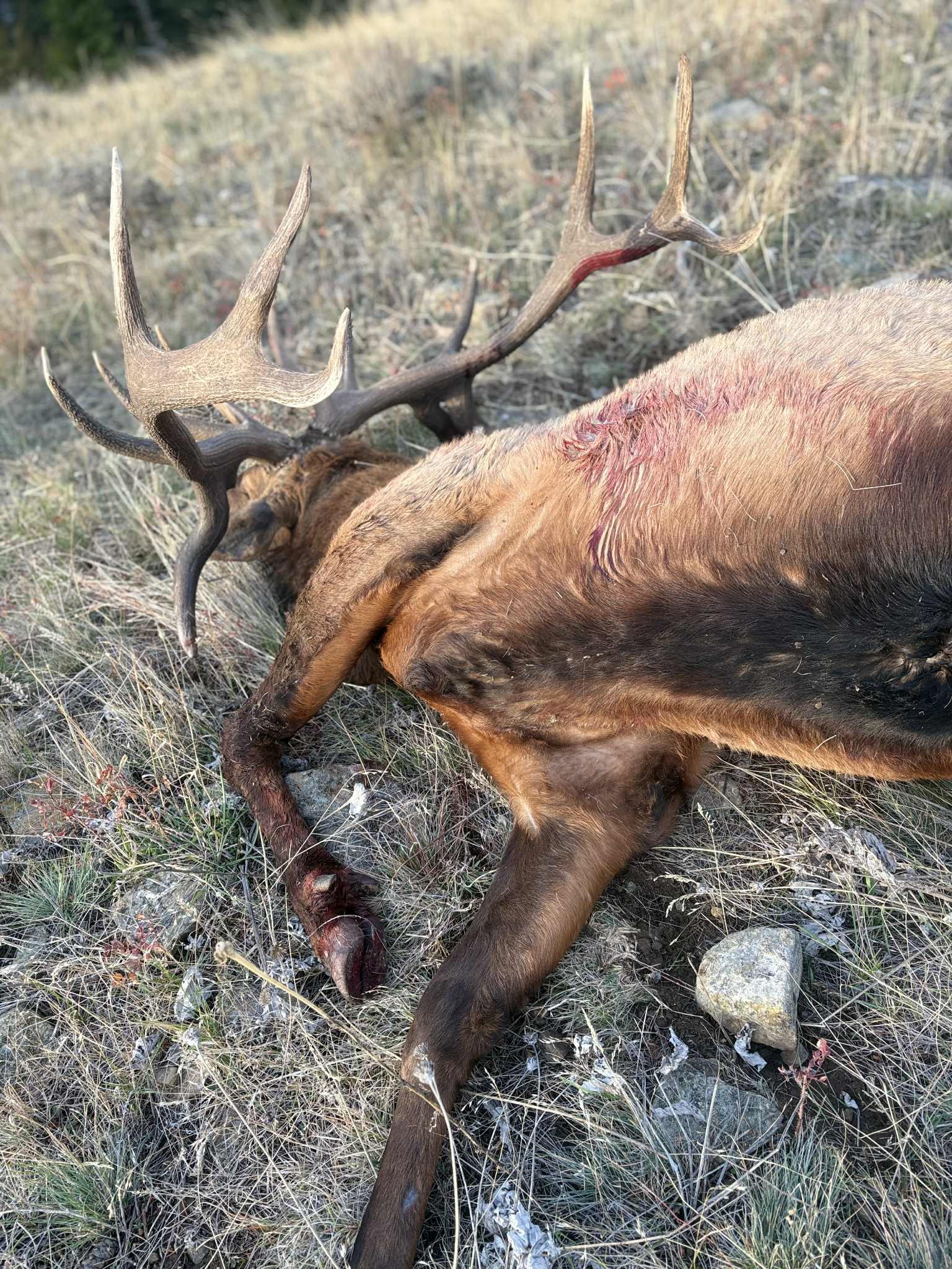Bull Elk 3