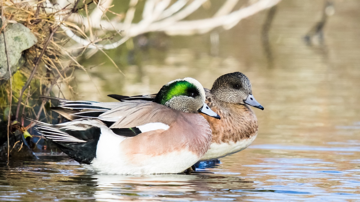 widgeon