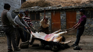 How to Butcher Like a Buddhist