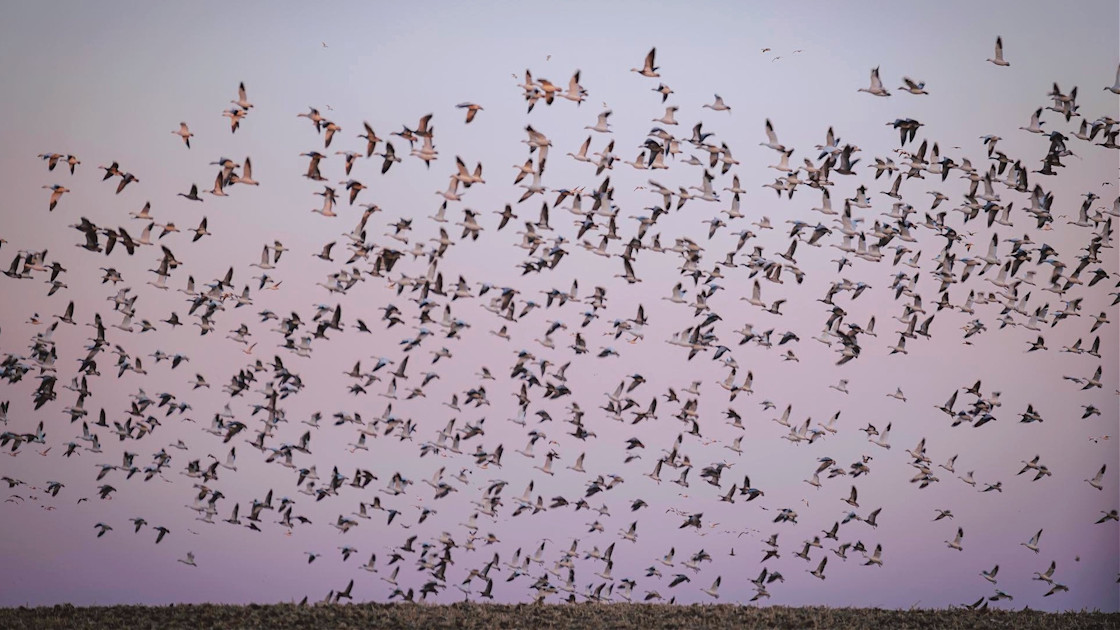 Why Bird Flu Is Spreading to Mammals MeatEater Conservation News