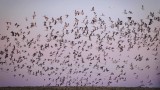 Why Bird Flu Is Spreading to Mammals