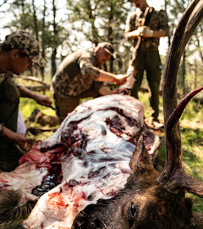 Three hunters field-dressing a gutted elk carcass with antler in a forest clearing