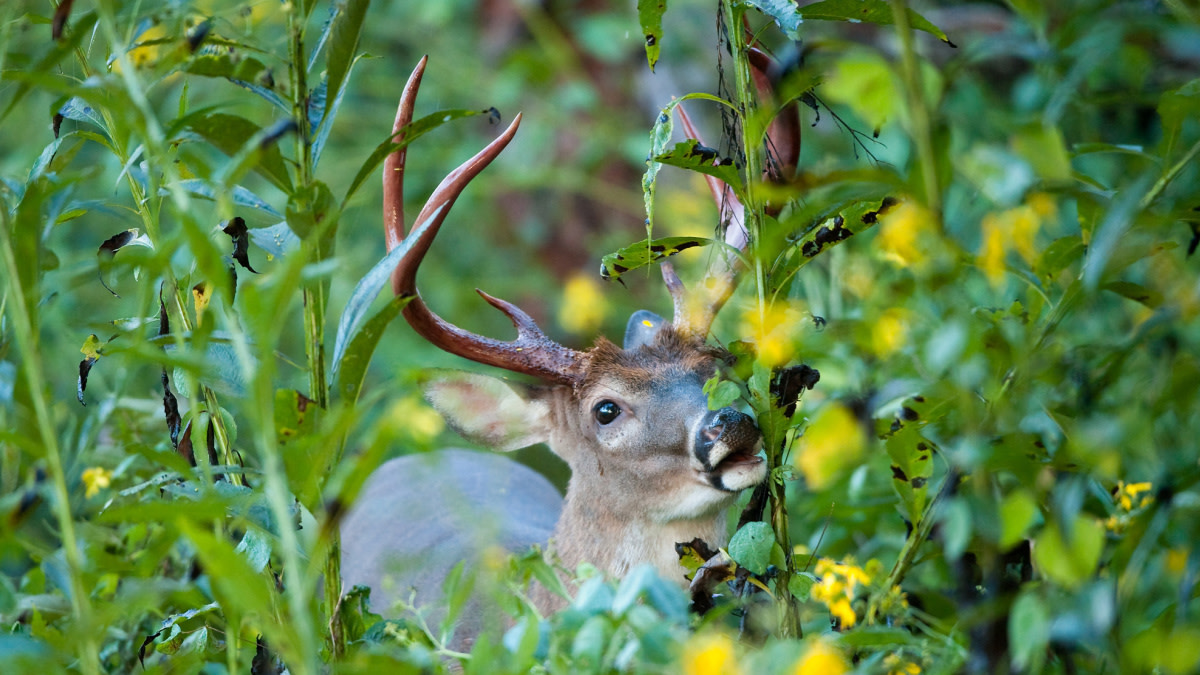 How to Find Bucks After They Shed Velvet