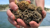 Cast and Grasp: How to Find Morels While Fishing