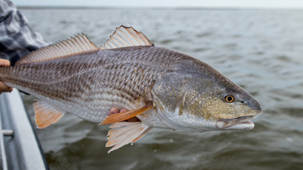 Study: Commercial Menhaden Boats Kill Over 22,000 Breeding-Age Redfish as Bycatch Each Year