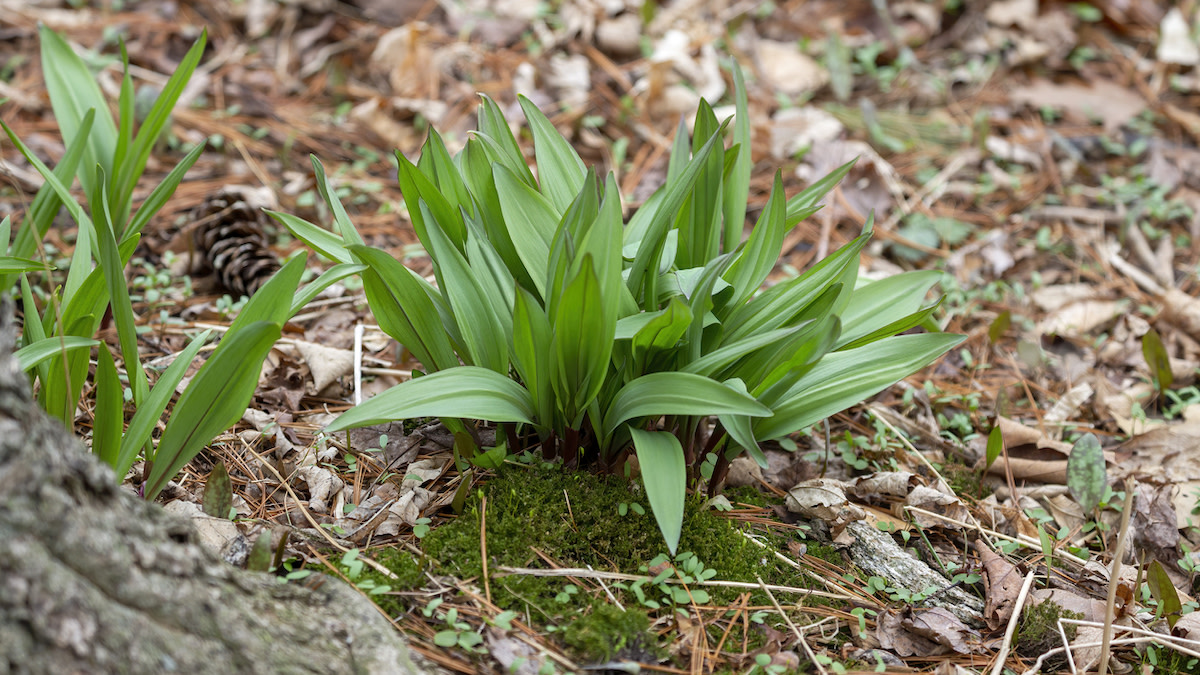 How to Sustainably Harvest Ramps