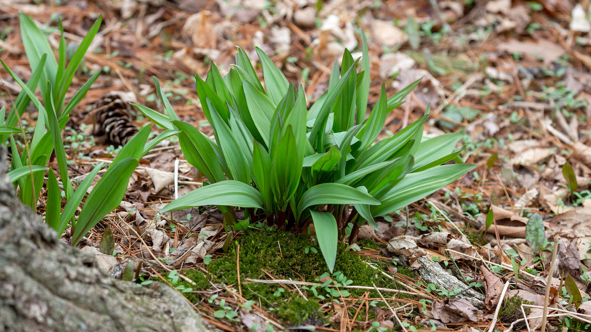 How to Sustainably Harvest Ramps Wild + Whole