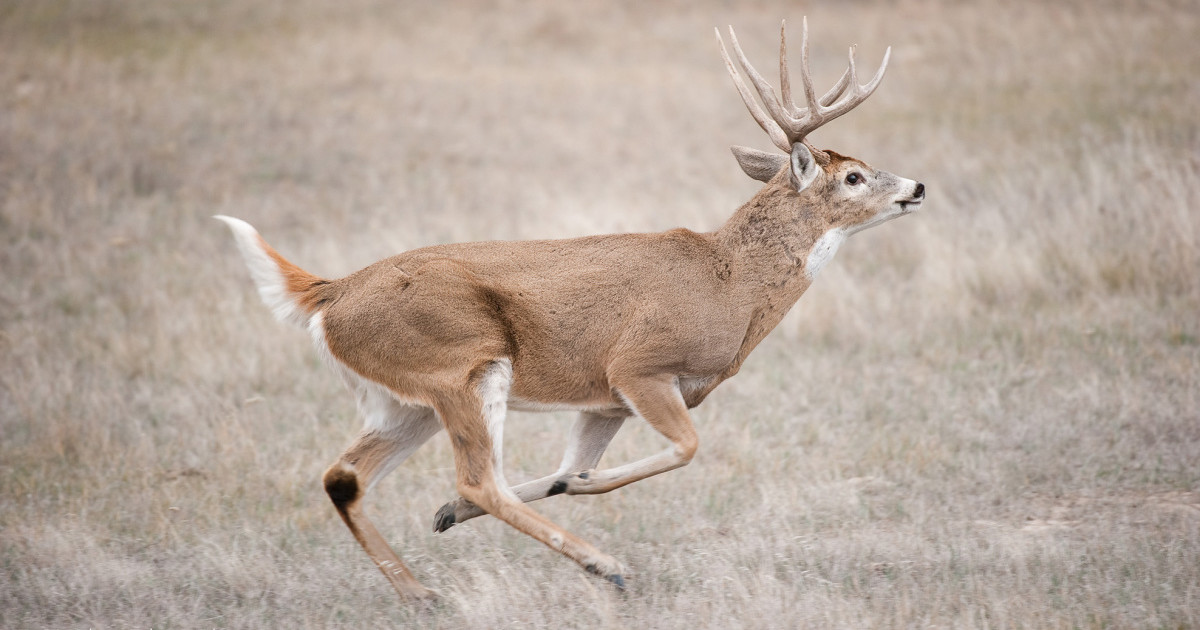 Runing Dear Deer Running Away