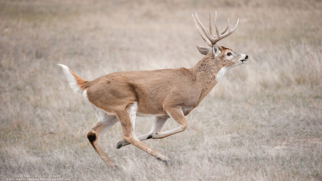 white tailed deer running