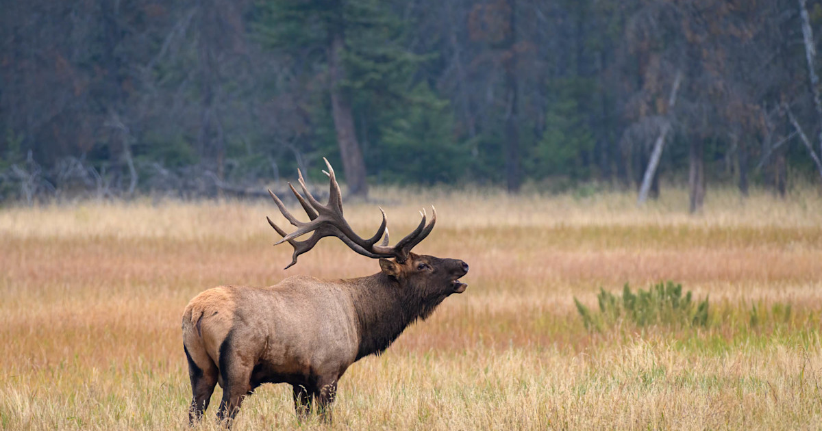 Two Poachers Convicted for Killing Three Bull Elk in Coveted Montana Unit Two Poachers Convicted for Killing Three Bull Elk in Coveted Montana Unit