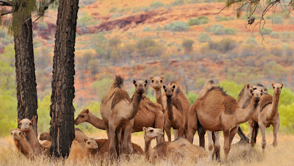 Outback Wagyu: Camel Hunting in Australia