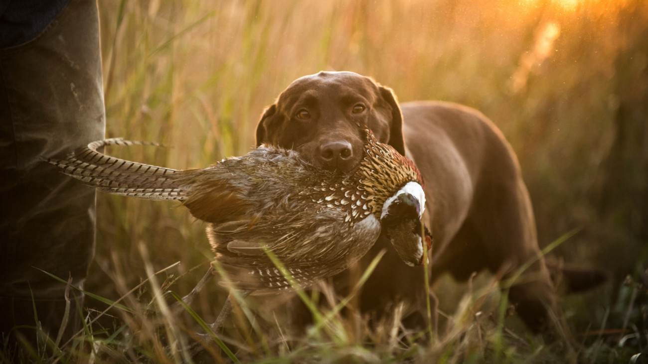 Are These the Good Ol’ Days of Pheasant Hunting?