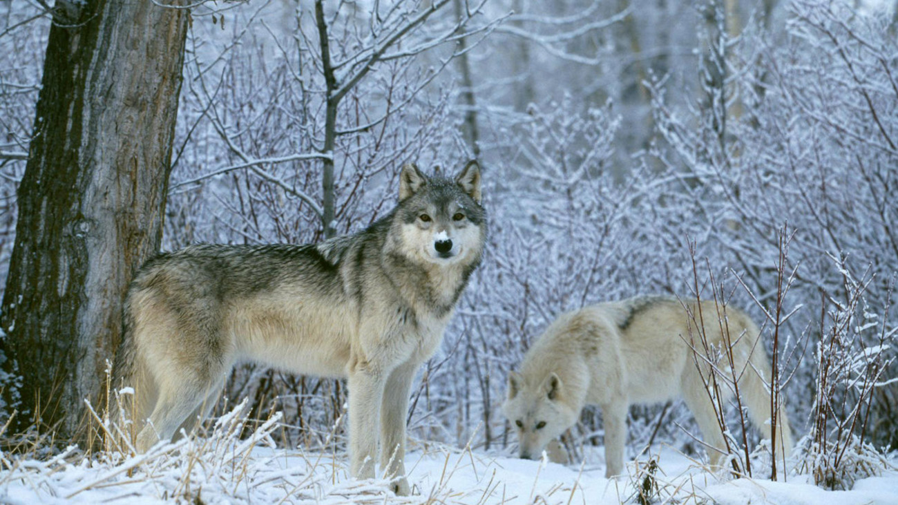Hunters and Trappers Hit Wisconsin Wolf Quota in Two Days
