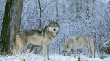 Hunters and Trappers Hit Wisconsin Wolf Quota in Two Days