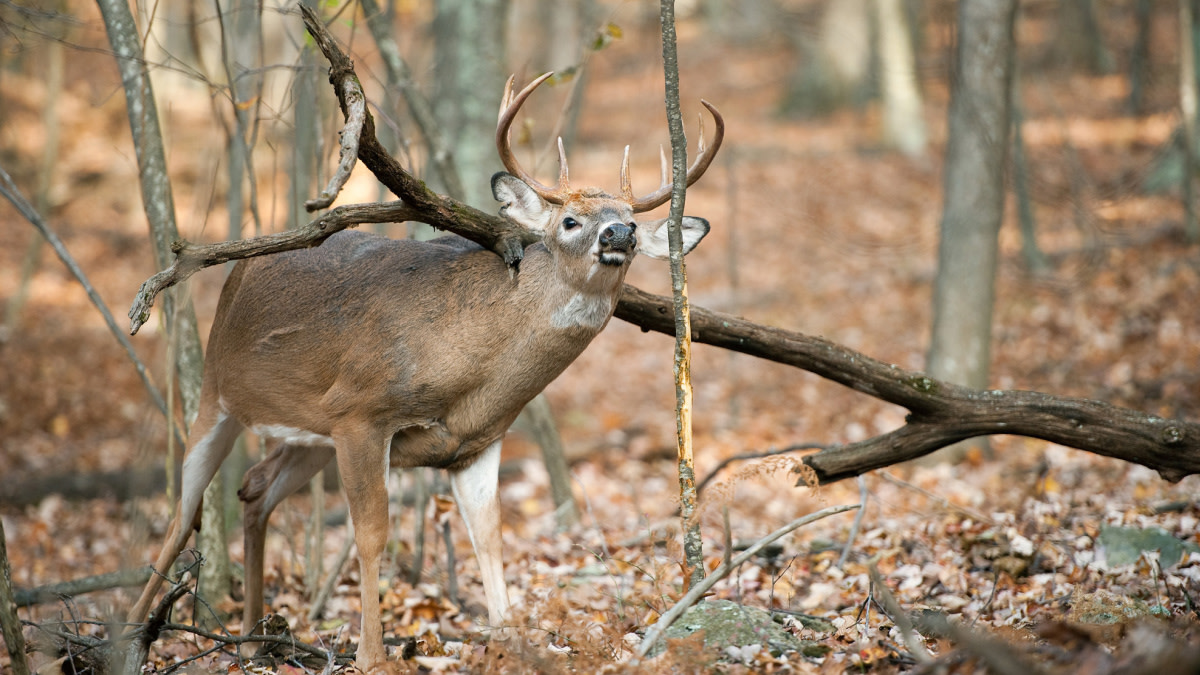 Rut Fresh Report: 10/21/21 | MeatEater Wired To Hunt