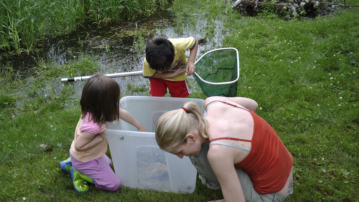 how to catch frogs