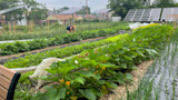 Community garden with vegetable rows, solar panels, and a person in orange cap tending plants