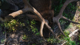 Video: How to Score a Bull Elk