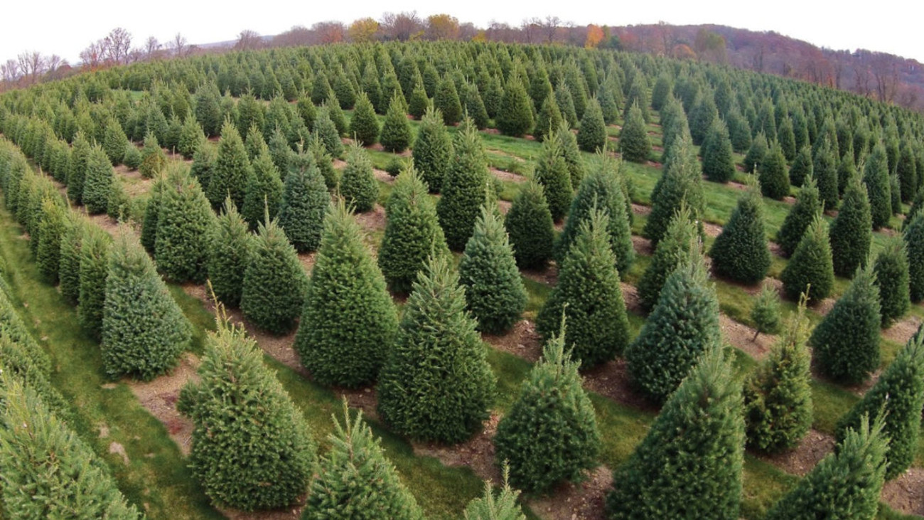 Fact Checker: Can a Christmas Tree Give You Lyme Disease?