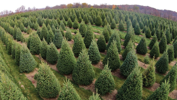 Fact Checker: Can a Christmas Tree Give You Lyme Disease?