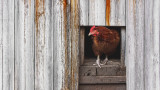 How to Give Your Chicken Coop a Spring Cleaning