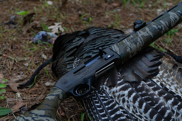 Camouflaged shotgun on a harvested wild turkey on pine-needle forest floor