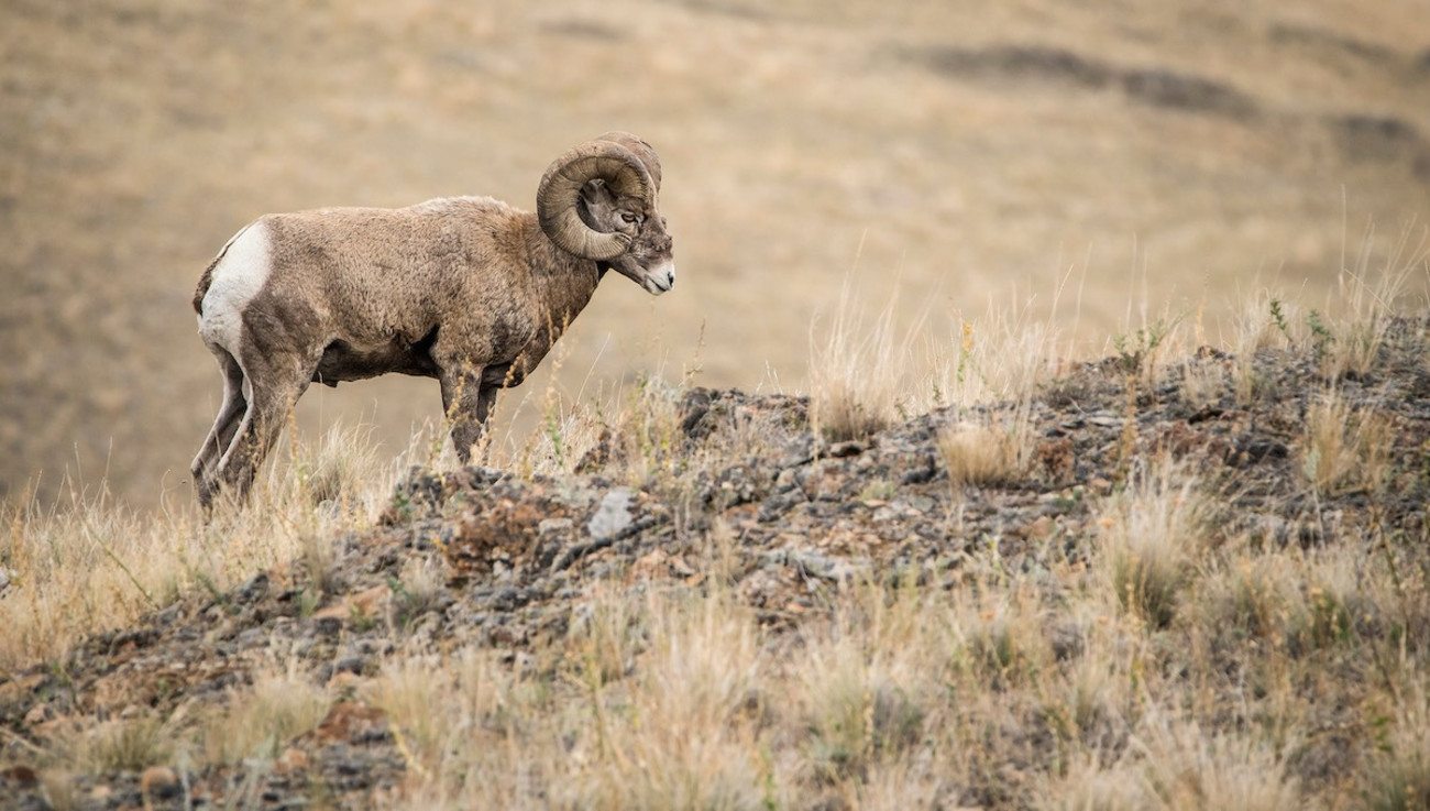 Fatal Disease in Washington’s Bighorn Stronghold: Why Does This Keep Happening?