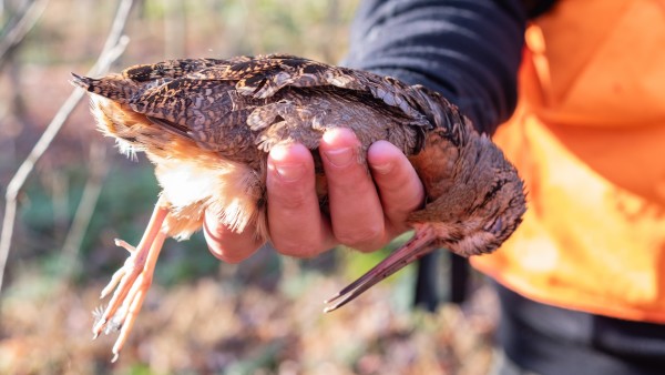 How to Hunt Woodcock