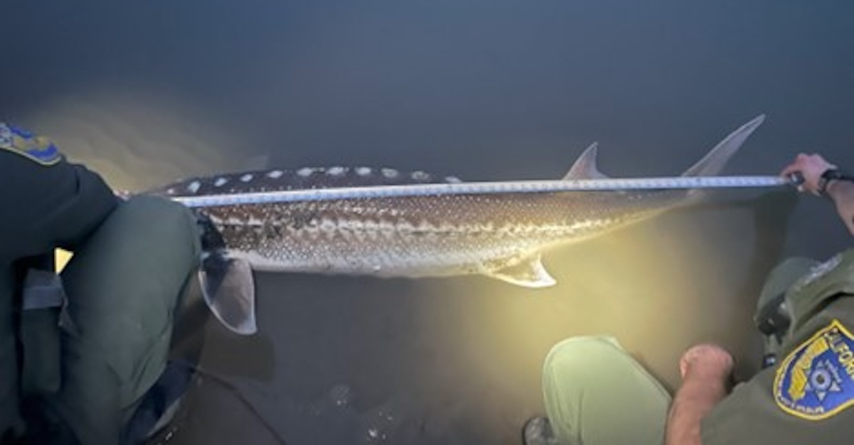sturgeon