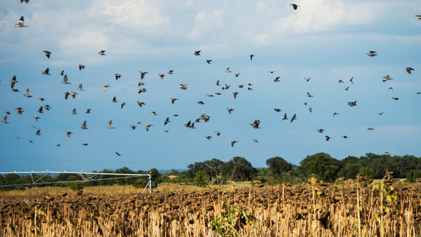 3 Overlooked Dove Hunting Hotspots