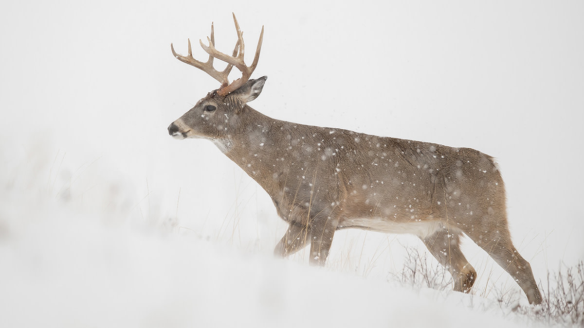 How to Track a Buck in Different Snow Conditions