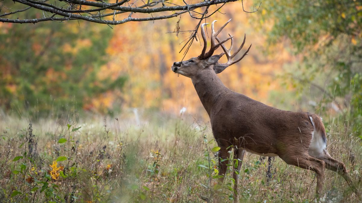 Why September is the Best Month to Hunt Scrapes | MeatEater Wired To Hunt