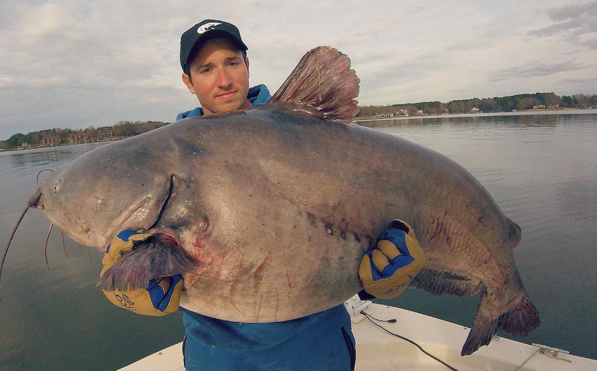 blue catfish