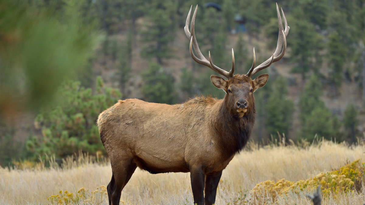 Teton Elk Winter Range May Sell to Developers