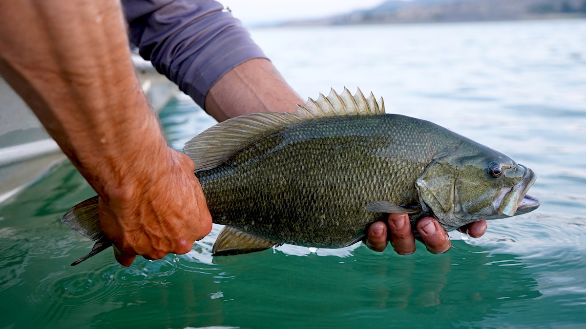 Smallmouth bass deals fishing