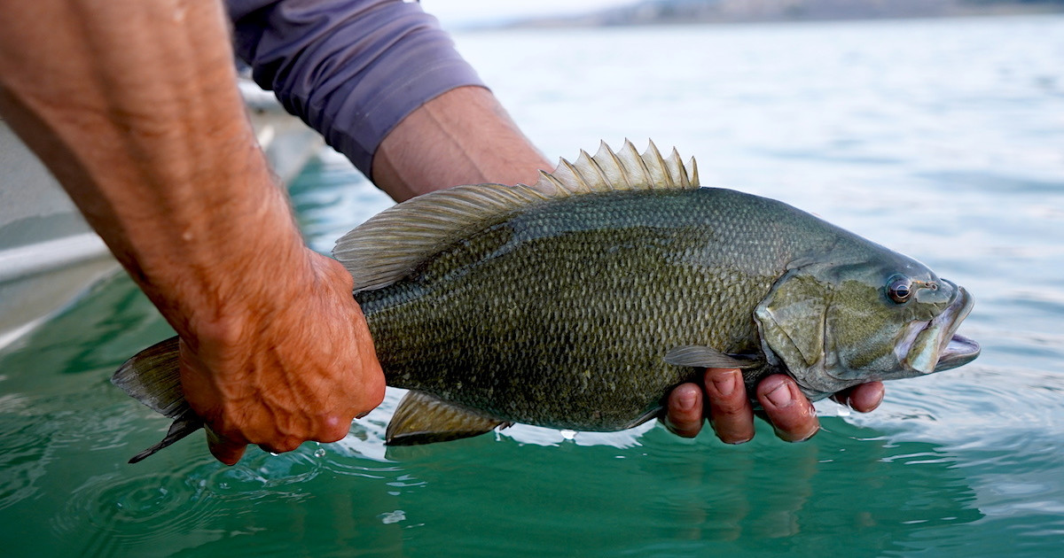 How to Catch Big Smallmouth Bass in Fall