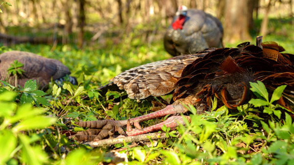 How To Set Up For Turkeys In The Woods