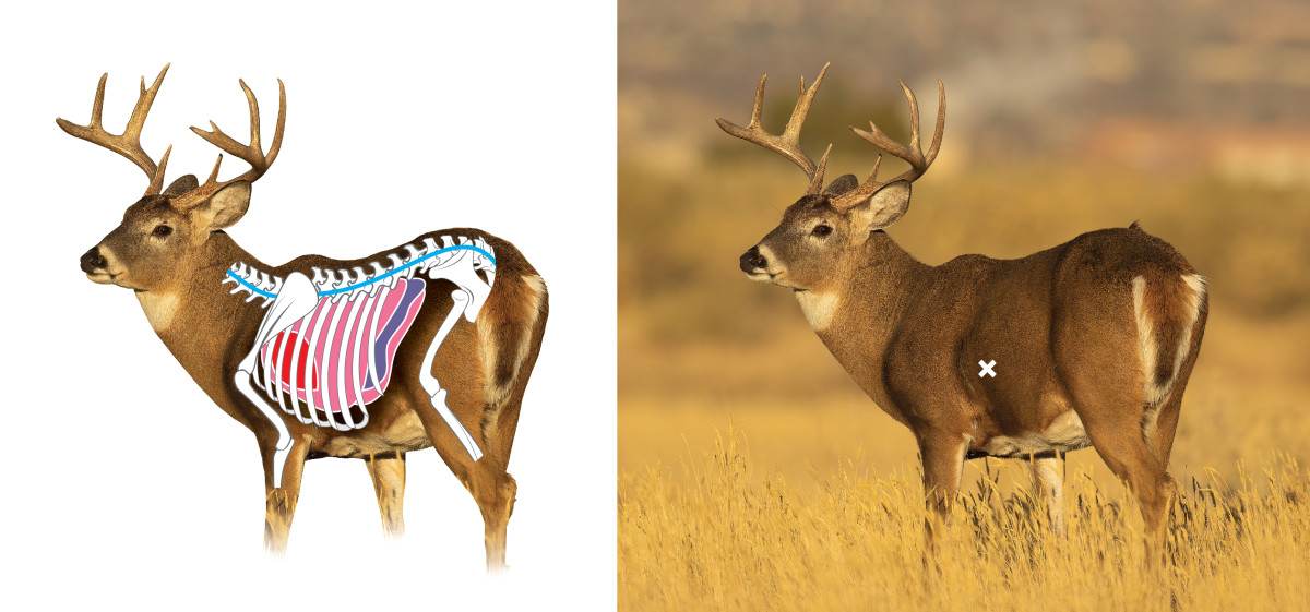 Deer Anatomy For Hunting