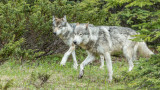 Isle Royale: Save Wolves or Let Them ‘Die For Science?’
