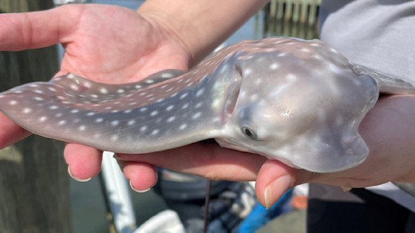 Photos: Rare 400-Pound Stingray Jumps Into Boat, Gives Birth