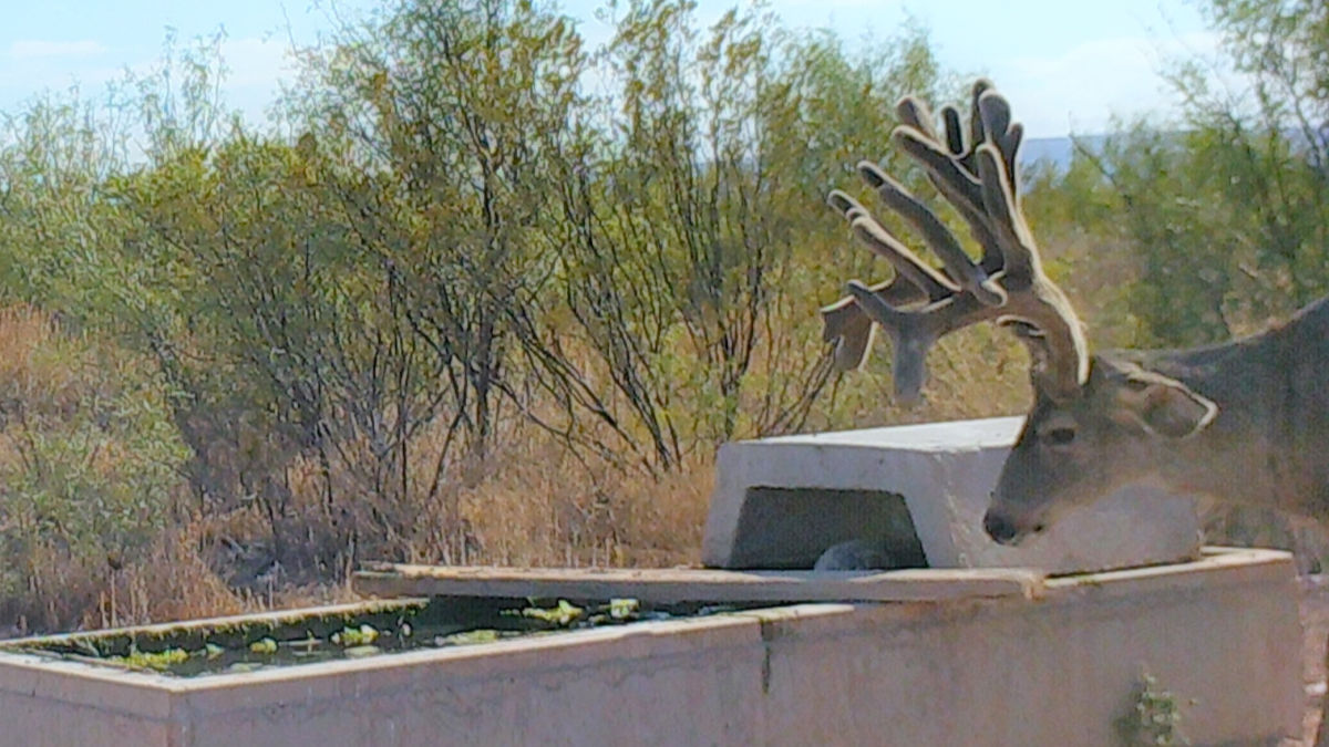 texas record deer