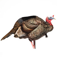 3/4-strut jake turkey decoy, lifelike molded feathers and red-blue head