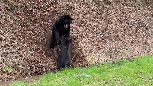 Video: Black Bear and Feral Hog Fight to the Death