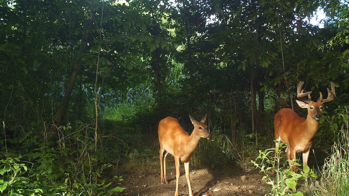 Photos: Whitetail Antler Growth Timeline