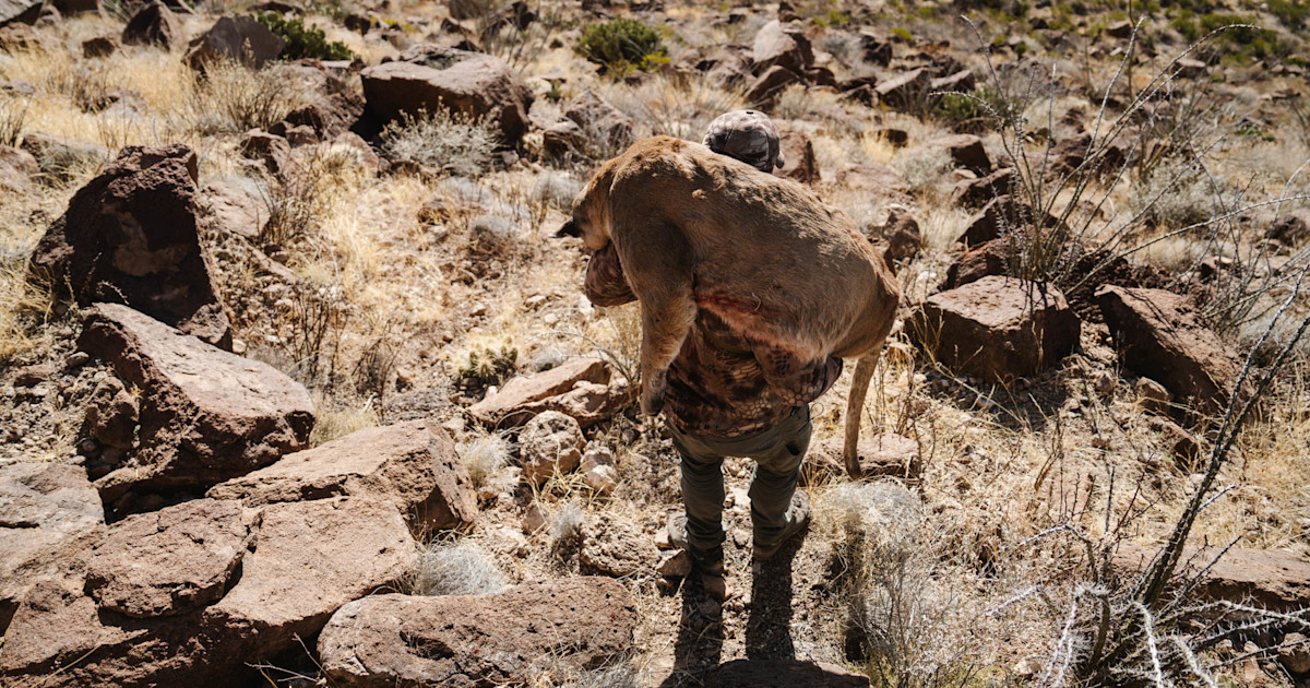 Texas Proposes Mandatory Mountain Lion Harvest Reporting Texas Proposes Mandatory Mountain Lion Harvest Reporting