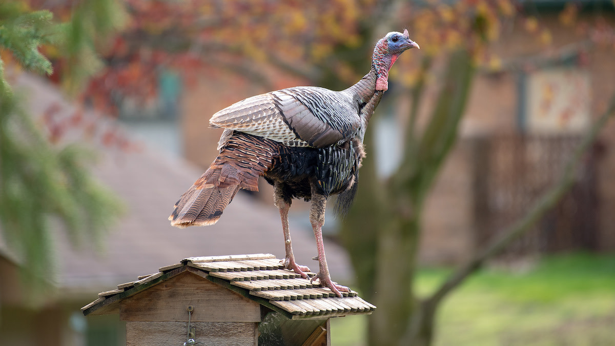How to Hunt Urban Turkeys