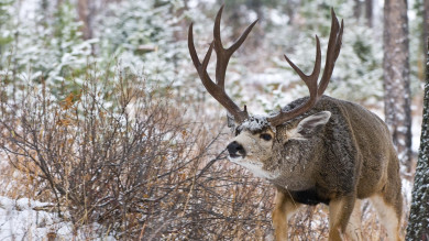 Montana BHA is Raffling a Statewide Mule Deer Tag