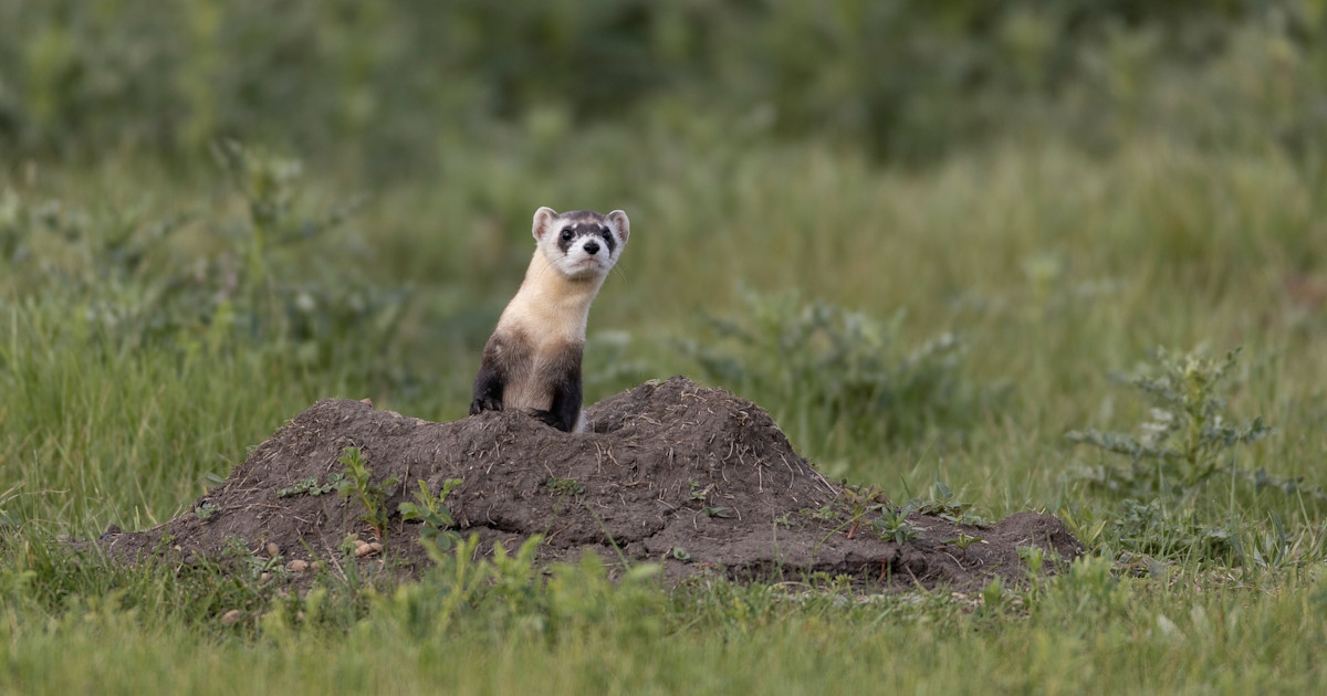 Recent ESA Changes Likely to Have Resounding Habitat Impacts Recent ESA Changes Likely to Have Resounding Habitat Impacts