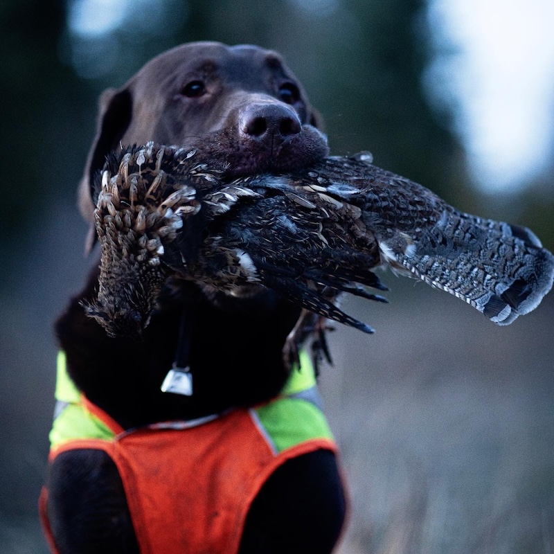 grouse dog