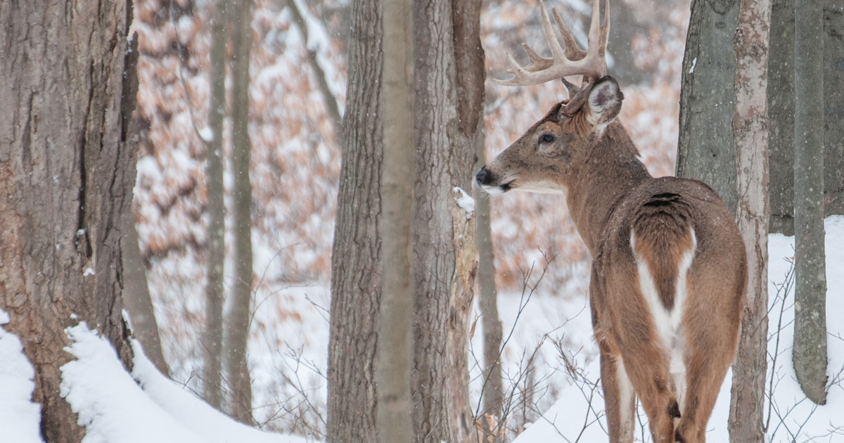 How to Track Down a Buck Fast How to Track Down a Buck Fast
